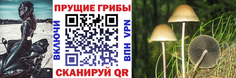 ОМГ ОМГ маркетплейс  Ревда  Псилоцибиновые грибы Psilocybe  хочу наркоту 